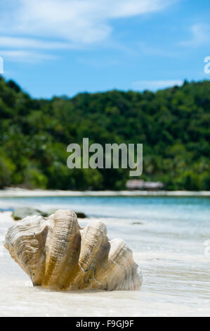 Shell sulla spiaggia di sabbia bianca di fronte oceano blu e verde isola di Raja Ampat Foto Stock