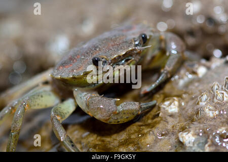 Shore crab (Carcinus maenas). Un granchio shore, o granchio verde, mostrato su una roccia con il focus sull'occhio Foto Stock