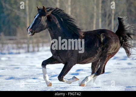 Nero stallone arabo al galoppo sulla neve Foto Stock