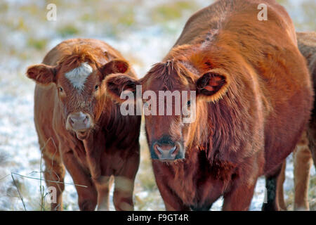 Hereford mucca e vitello insieme al pascolo invernale, guardando Foto Stock