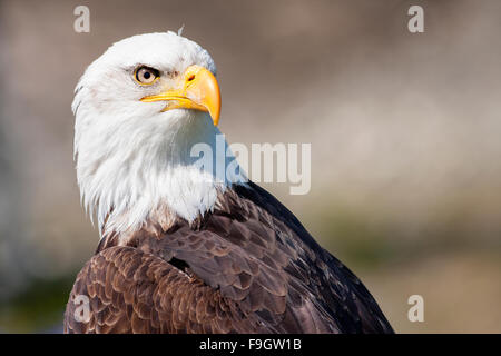 Ritratto di un aquila calva a Vancouver in Canada Foto Stock