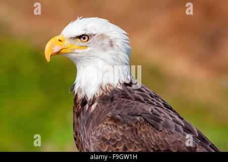 Close-up di un aquila calva a Vancouver in Canada Foto Stock