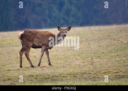 Cervo femmina il pascolo in un prato vicino alla foresta Foto Stock