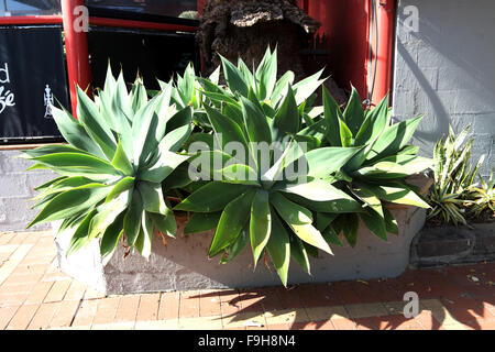 Agave attenuata piante che crescono così bene in pieno sole Foto Stock