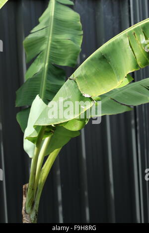 Banana alberi che crescono nel cortile posteriore contro la recinzione colorbond Foto Stock