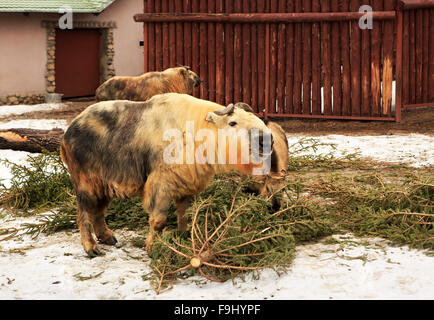 Takin chiamato anche bovini di camoscio o di capra gnu Foto Stock