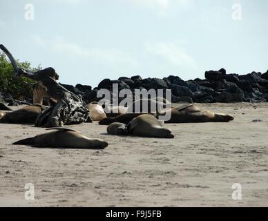 Un leone di mare pila sul isola Floreana, Galapagos, Ecuador. Foto Stock