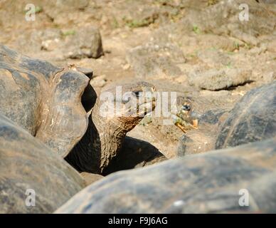 Le Galapagos tartarughe giganti a stazione di Darwin sull isola di Santa Cruz, Galapagos, Ecuador. Foto Stock