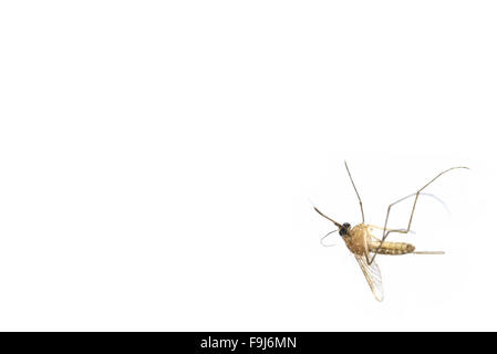 Zanzara morto giacere in giù su sfondo bianco. Foto Stock