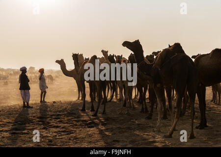 Due uomini guardando i cammelli nel sole forte a Pushkar Mela, mercato di cammelli, Pushkar, Rajasthan Foto Stock