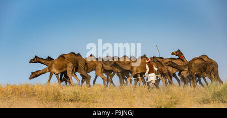 Cammelli sul modo di Pushkar Mela, Pushkar Camel Fair, Rajasthan, India Foto Stock