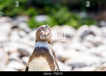 Magellanic Penguin (Spheniscus magellanicus) In Sud America Foto Stock