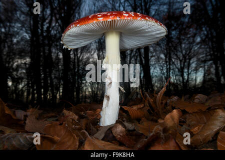 Amanita muscaria fungo Foto Stock