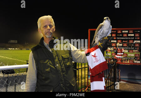 Brighton Regno Unito 16 Dicembre 2015 - Hawks (un Saker Falcon ) rapace con falconer in FA Cup il 2° Round replay match tra Whitehawk e Dagenham e Redbridge presso la massa racchiusa in Brighton Foto Stock