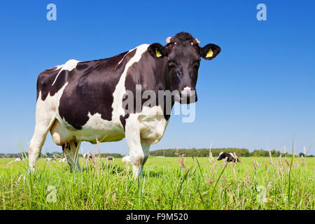 Bianco e nero mucca in un campo erboso su una luminosa e soleggiata giornata nei Paesi Bassi. Foto Stock