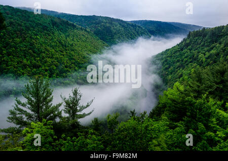 Il Grand Canyon della Pennsylvania scolpiti da Pine Creek in Pennsylvania Pine Foto Stock