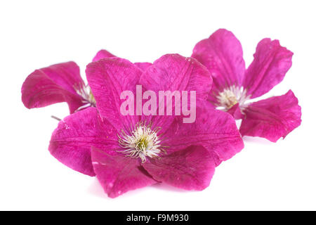 Splendida fioritura clematis Foto Stock