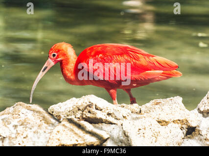 Scarlet Ibis (Eudocimus ruber) è una specie di ibis nel bird family Threskiornithidae. Scena di uccelli. Colori vibranti. Foto Stock