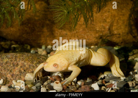 African artigliato rana, Großer Krallenfrosch, Glatter Krallenfrosch, Frosch, Albino, forma albinotische, Albino, Xenopus laevis Foto Stock