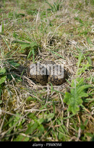 Pavoncella nido e uova - la pavoncella (Vanellus vanellus) Foto Stock