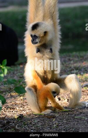 Bella bianco-cheeked gibbone (Hylobates concolor) con il suo bambino Foto Stock