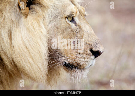 Vista di profilo di un maschio di leone (panthera leo) presso il maggiore parco nazionale Kruger in Sud Africa Foto Stock