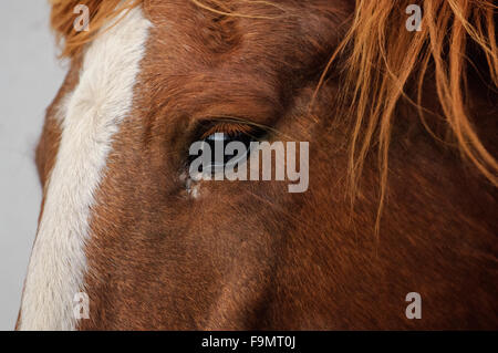 Primo piano vista dal lato della faccia, e l'occhio di un castagno bozza irlandese purosangue cavallo trasversale con blaze sulla faccia Foto Stock