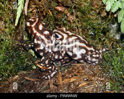 Coppia di America Centrale & verde veleno nero dart (rane Dendrobates auratus), (Panama, Altos de Campana) Foto Stock