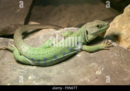 Iberian Ocellated lizard (Timon lepidus, Lacerta lepida), a.k.a. Unione Eyed o Jeweled lizard Foto Stock