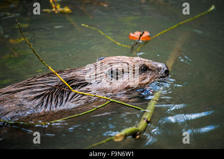 Close up Eurasian beaver / castoro europeo (Castor fiber) nuoto con il ramo in bocca a den / lodge Foto Stock