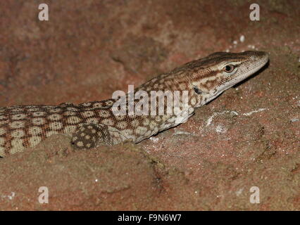 Nero australiano guidato Monitor (Varanus tristis) a.k.a. Nero Monitor codato Freckled o Monitor. Foto Stock