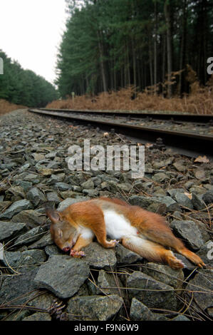 Eurasian red scoiattolo (Sciurus vulgaris) ucciso dal treno che giace morto su ferrovia orlo accanto i binari della ferrovia Foto Stock