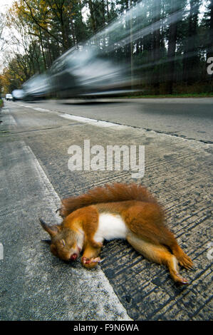 Eurasian red scoiattolo (Sciurus vulgaris) ucciso in auto che giace morto sulla strada orlo con le automobili da parte di guida Foto Stock