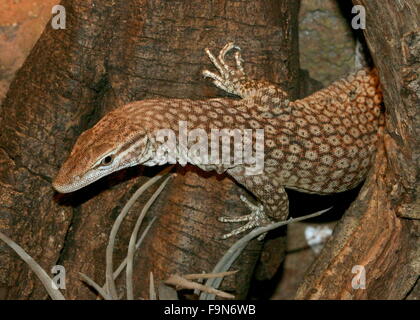 Nero australiano guidato Monitor (Varanus tristis) a.k.a. Nero Monitor codato Freckled o Monitor. Foto Stock