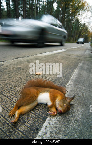 Eurasian red scoiattolo (Sciurus vulgaris) ucciso in auto che giace morto sulla strada orlo con le automobili da parte di guida Foto Stock