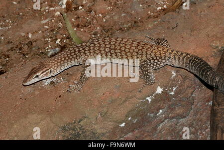 Nero australiano guidato Monitor (Varanus tristis) a.k.a. Nero Monitor codato Freckled o Monitor. Foto Stock