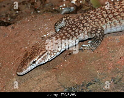 Nero australiano guidato Monitor (Varanus tristis) a.k.a. Nero Monitor codato Freckled o Monitor. Foto Stock