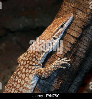 Nero australiano guidato Monitor (Varanus tristis) a.k.a. Nero Monitor codato Freckled o Monitor. Foto Stock