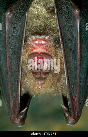 Chiusura del ferro di cavallo maggiore bat (Rhinolophus ferrumequinum) entra in modalità di ibernazione in grotta in inverno Foto Stock