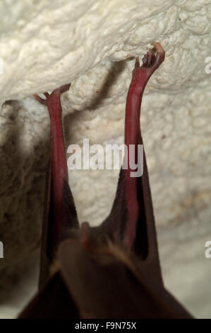 Ferro di cavallo maggiore bat (Rhinolophus ferrumequinum) entra in modalità di ibernazione in grotta in inverno. In prossimità dei piedi con artigli aggrappati al soffitto Foto Stock