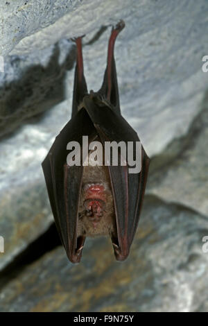 Ferro di cavallo maggiore bat (Rhinolophus ferrumequinum) entra in modalità di ibernazione in grotta in inverno Foto Stock