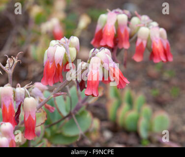 Fiori di Bryophyllum fedtschenkoi sfondo naturale Foto Stock