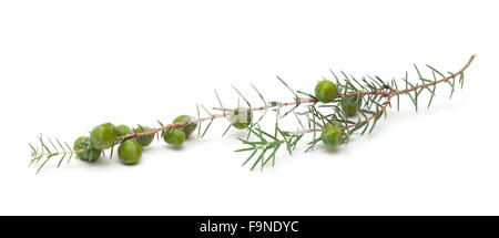 Juniperus cedrus, Isole Canarie ginepro, rami isolati su sfondo bianco Foto Stock