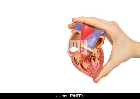 Maschio a mano in plastica di contenimento del cuore umano che mostra interno isolato su sfondo bianco Foto Stock