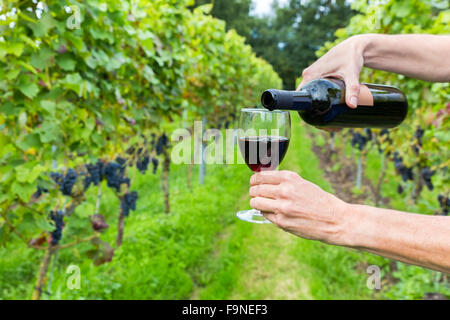 Due mani versando il vino rosso in vetro a vigneto in autunno Foto Stock