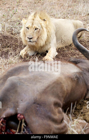 Un maschio di leone (panthera leo) a guardia di una carcassa di buffalo nel grande Parco Nazionale Kruger in Sud Africa Foto Stock