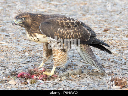 I capretti Red-tailed Hawk (Buteo jamaicensis) o rosso-Hawk con spallamento (Buteo lineatus) mangiare una massa di scoiattolo. Foto Stock