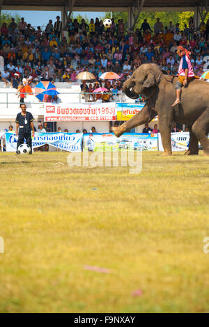 Elephant calci calcio alta durante il salone onfield partita di calcio di fronte a grandi tribune di Surin Roundup di elefante Foto Stock