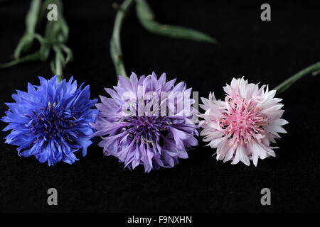 Rosa, viola e blu Centaurea cyanus o noto anche come Fiordaliso su sfondo nero Foto Stock