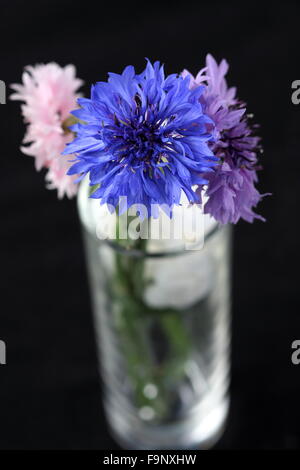 Rosa, viola e blu Centaurea cyanus o noto anche come Fiordaliso in un vasetto di vetro su sfondo nero Foto Stock